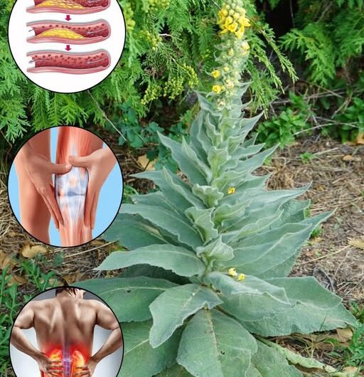 El Poder Oculto del Gordolobo: Una Planta Medicinal Maravillosa