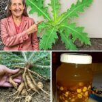 Raíces de Cardo: Un Remedio Natural para la Salud