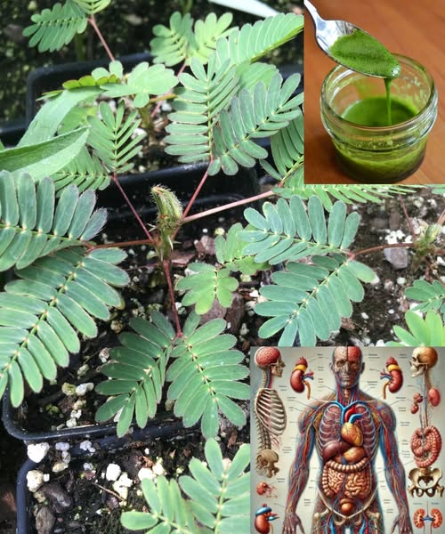 Mimosa Pudica y Jugo Verde