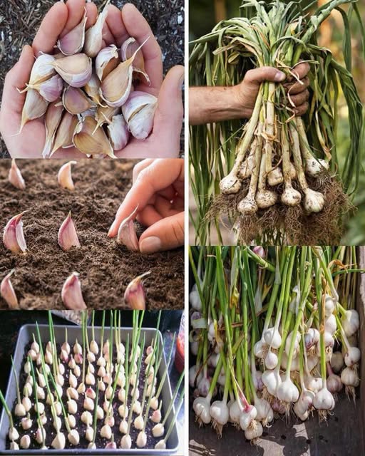 Cultivo de ajo desde la siembra hasta la cosecha