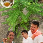 Descubrimiento de la Planta Silvestre: Tesoros de la Naturaleza para la Salud