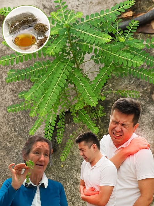 Muestra de planta silvestre