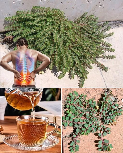 Imagen de Chanca Piedra