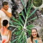 La Maravilla de la Naturaleza: Cómo la Cola de Caballo Puede Aliviar Dolores Musculares