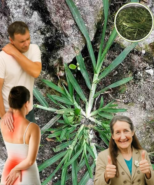 Cola de Caballo, Planta Medicinal