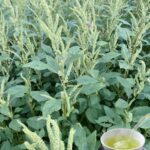 Amaranto: La Planta Dorada para Tu Salud