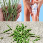 Las Plantas Milagrosas: Beneficios del Pasto de Cangrejo para la Salud Articular
