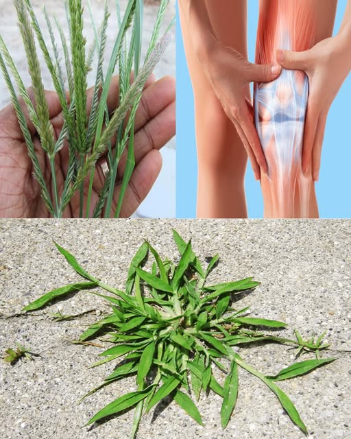 Pasto de Cangrejo, un remedio natural para la salud articular