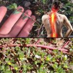 Verdolaga: El Superalimento que Puedes Cultivar en Tu Jardín