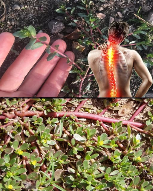 Verdolaga y sus propiedades medicinales