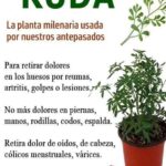 Beneficios de la Ruda: Una Planta Medicinal para Tu Salud