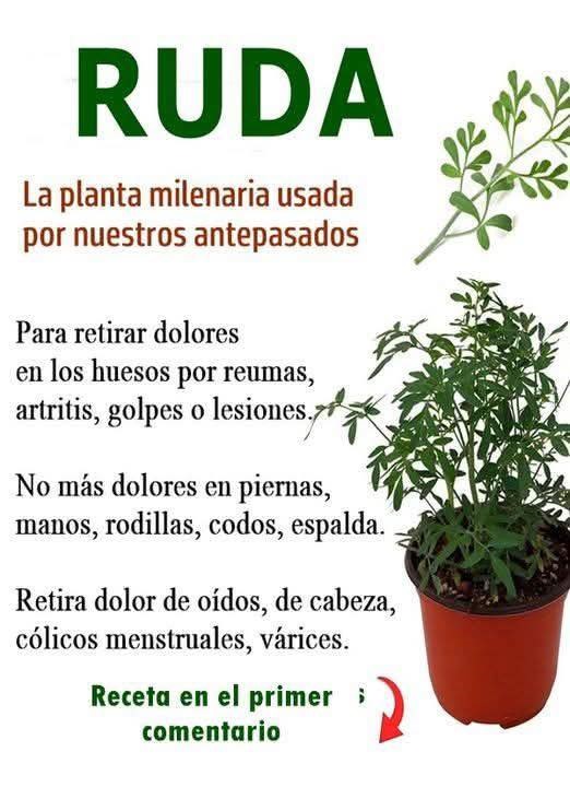 Ruda, planta medicinal