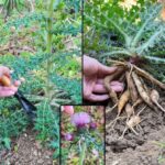 Descubre el Cardo Mariano: Una Medicina Natural Creciente para la Salud del Hígado