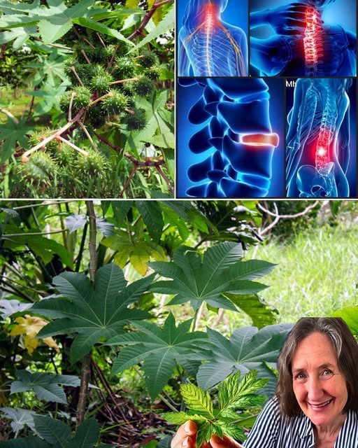 Hojas de ricino y sus propiedades medicinales