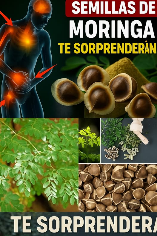 Beneficios de las Semillas de Moringa