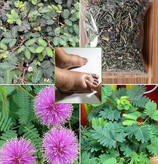 ¡Descubre la Mimosa Pudica: La Planta que Tienes en Tu Jardín y sus Impresionantes Beneficios Medicinales!