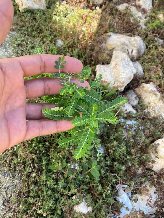 Chancapiedra en la naturaleza