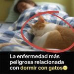 La Enfermedad Más Seria de Dormir con Gatos: Entérate Aquí
