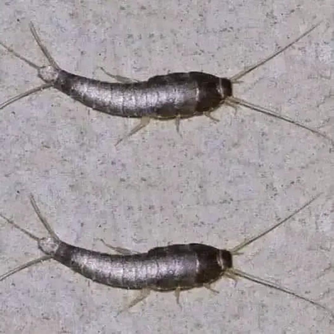 Lepismas o pececillos de plata en superficie plana