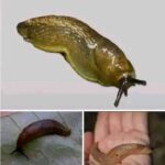 Los Beneficios de las Babosas: Remedios Caseros y Naturales