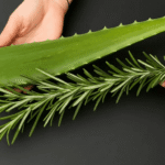 Mezcla Romero y Aloe: Después de Solo 2 Minutos, Tu Cabello y Piel Te Lo Agradecerán