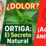 Ortiga: La Planta Medicinal que Alivia Dolores y Combate la Anemia