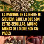Descubre las Semillas Maravillosas: Beneficios para la Salud