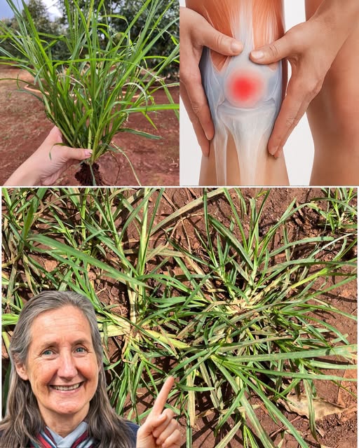 Planta milagrosa para el dolor e inflamación