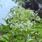 Los Múltiples Beneficios Medicinales del Saúco (Sambucus nigra) para la Salud Natural