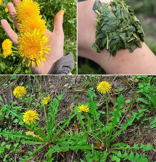 El Poder del Diente de León: Remedios Naturales y Salud