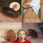 Cómo Eliminar Chinches de Tu Jardín Eficazmente