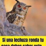 Descubre el Significado de la Presencia de las Lechuzas en Tu Vida