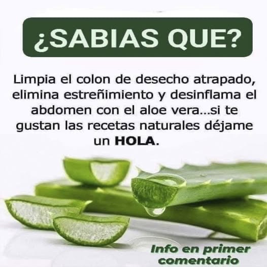 Hojas de Aloe Vera