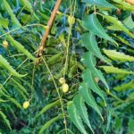 El Árbol Farmacia: El Neem y sus Incontables Beneficios para la Salud