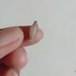 Cómo Identificar Insectos en Casa y Remedios Naturales para Su Prevención