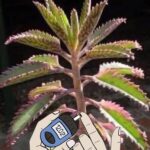 El Kalanchoe: Un Tesoro Natural para Tu Salud