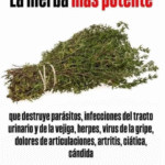 Descubre los Asombrosos Beneficios del Tomillo: Tu Aliado Natural Contra Parásitos y Dolores Articulares