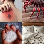 Cuidado con los Insectos Nocturnos: Cómo Prevenir y Combatir las Picaduras en el Sueño