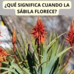 El Significado de la Floración de la Sábila: Salud y Misticismo