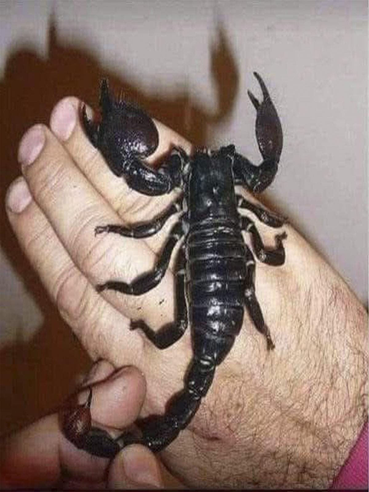Escorpión en una mano