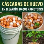 Beneficios de las Cáscaras de Huevo para Tu Jardín