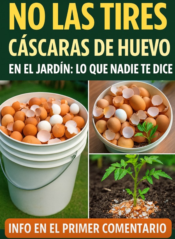 Cáscaras de huevo en el jardín