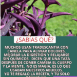 Transforma tu Bienestar con Tradescantia y Canela: Remedios Naturales para Aliviar Dolores y Mejorar la Digestión