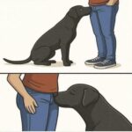 ¿Por qué tu perro te huele? Un vistazo al comportamiento canino
