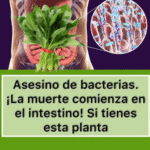 Desintoxica Tu Cuerpo: Espinaca y Salud Intestinal