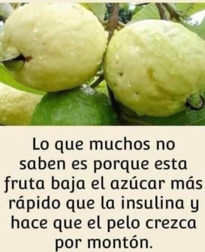 Guayabas frescas colgando de un árbol