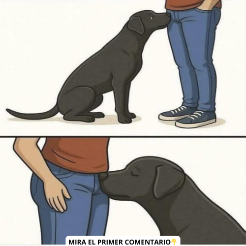 Perro olfateando a una persona