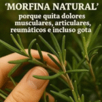 Romero: La Morfina Natural para Aliviar Dolores Musculares y Articulares