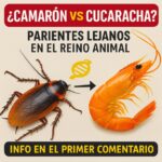 ¿Camarón vs Cucaracha? Descubre la Relación Evolutiva y sus Beneficios Nutricionales