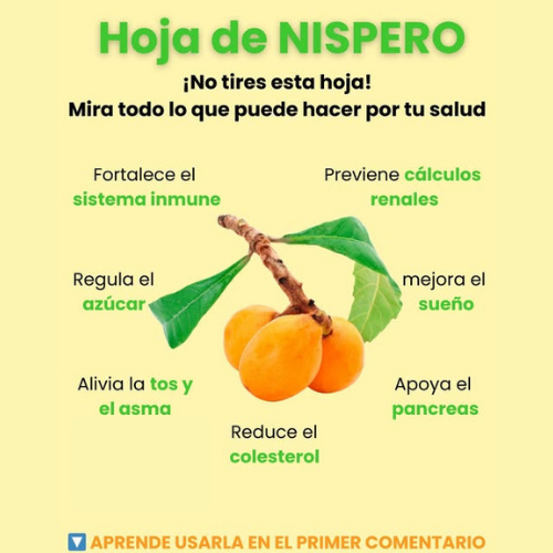 Hojas de Níspero